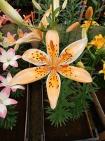 [5042 Orange Erectric No01.JPG]